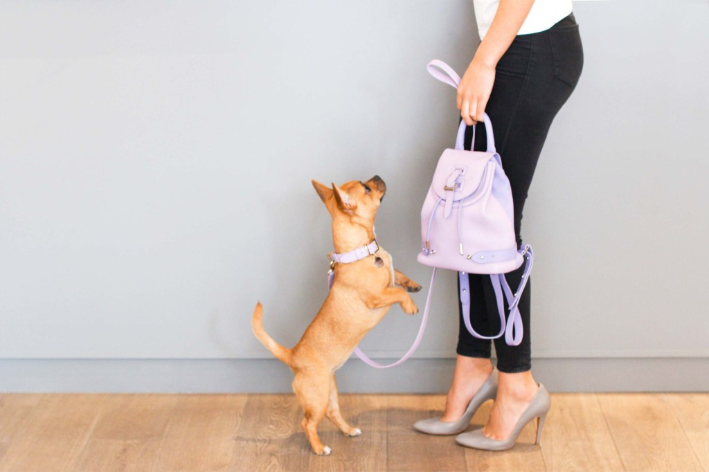 Dog-collar-lilac-small-medium-meli-melo