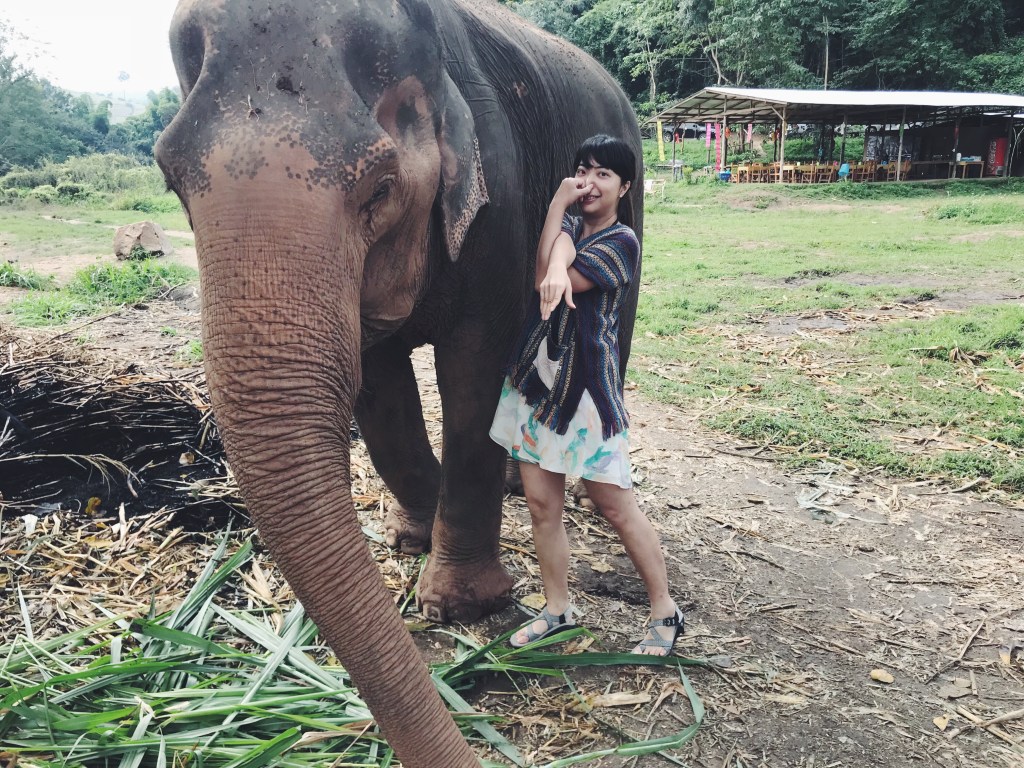 CHIANG MAI 清邁 – 大象志工 Elephant&nbsp;Volunteer
