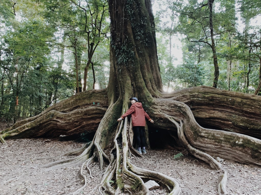 Camp and Hike:&nbsp;朝聖北坑山神奇大板根